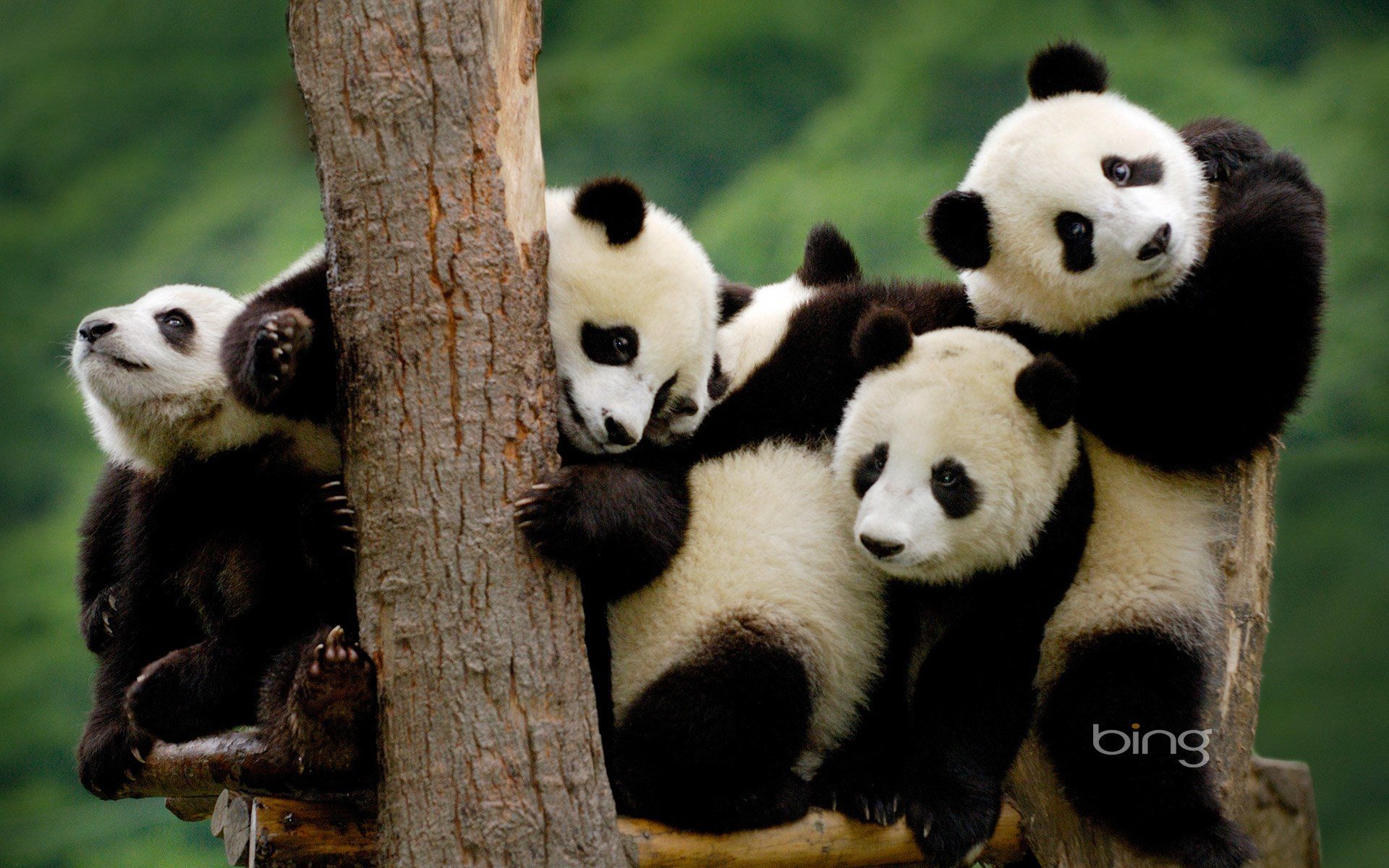 5K HD Panda Wallpapers - Top Những Hình Ảnh Đẹp