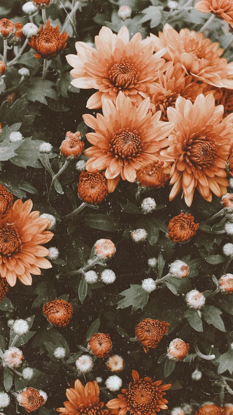 Aesthetic Flowers iPhone Wallpapers - Top Những Hình Ảnh Đẹp