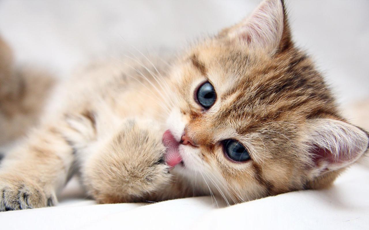 Baby Kitten Wallpapers - Top Những Hình Ảnh Đẹp