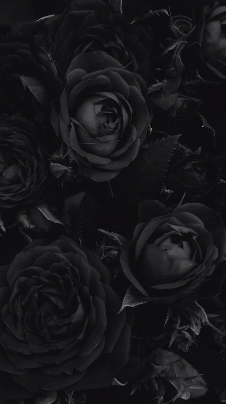 Black Rose Wallpaper  TubeWP