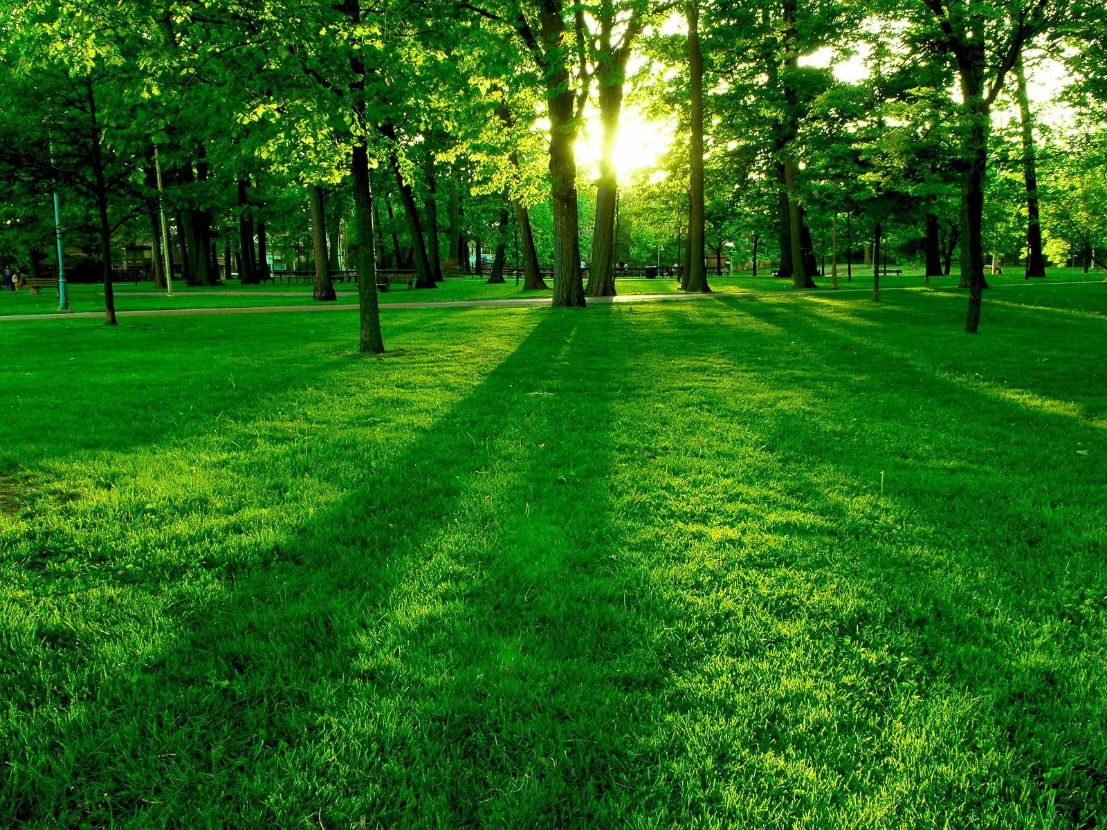 Hình nền thiên nhiên màu xanh lá cây sẽ đem lại cho bạn cảm giác thư thái và bình yên. Với khung cảnh thiên nhiên xanh tươi và trong lành, hình nền sẽ giúp bạn tắt cái nhìn trầm tư và tìm lại sự bình yên trong cuộc sống của mình. Nếu bạn muốn cảm nhận những vẻ đẹp hữu tình của thiên nhiên, hình nền này là một lựa chọn tuyệt vời.