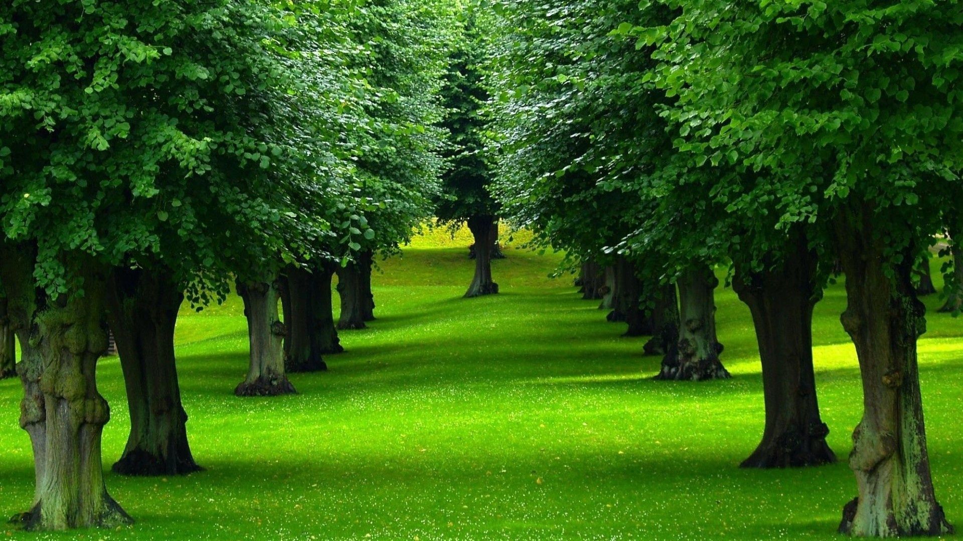 Green Tree Wallpapers - Top Những Hình Ảnh Đẹp