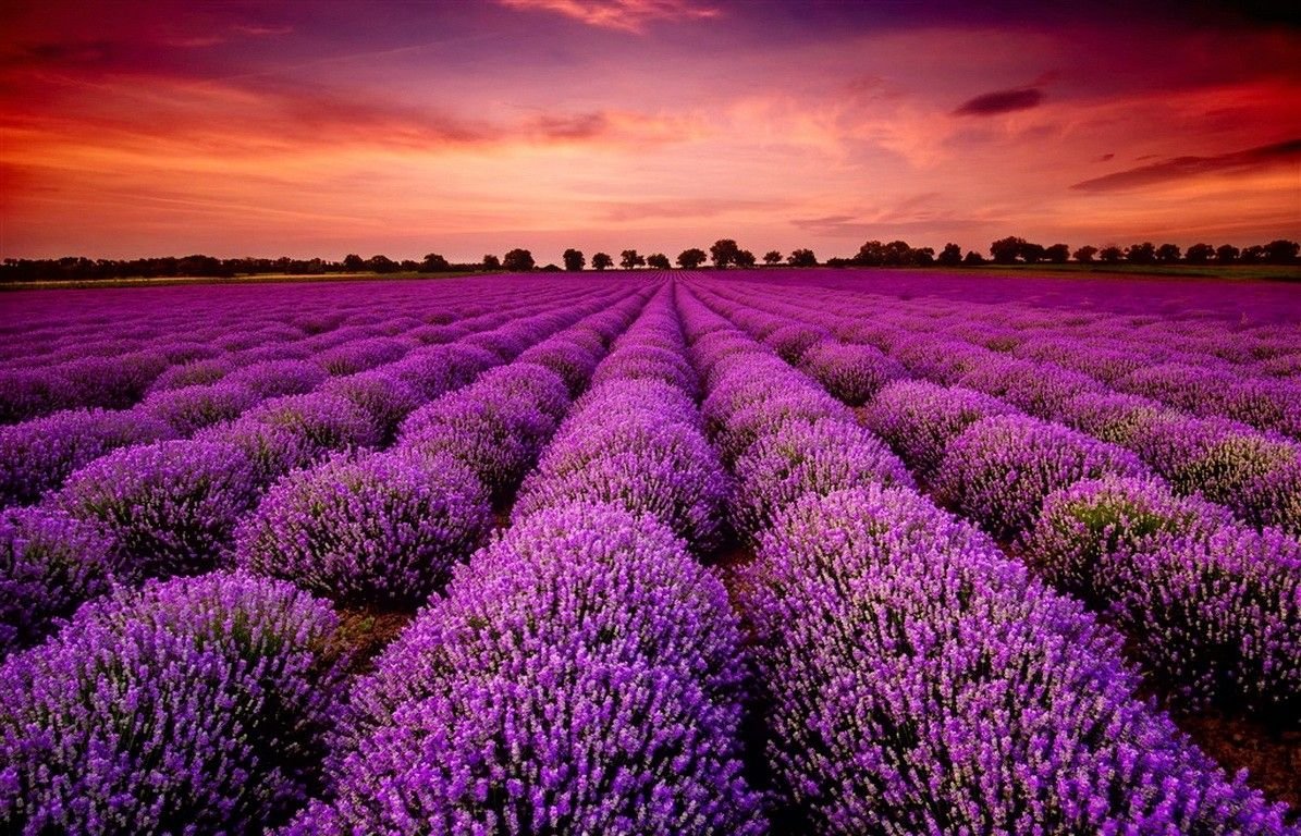 Tổng hợp hình nền đẹp về hoa oải hương Lavender  thptlamnghiepeduvn