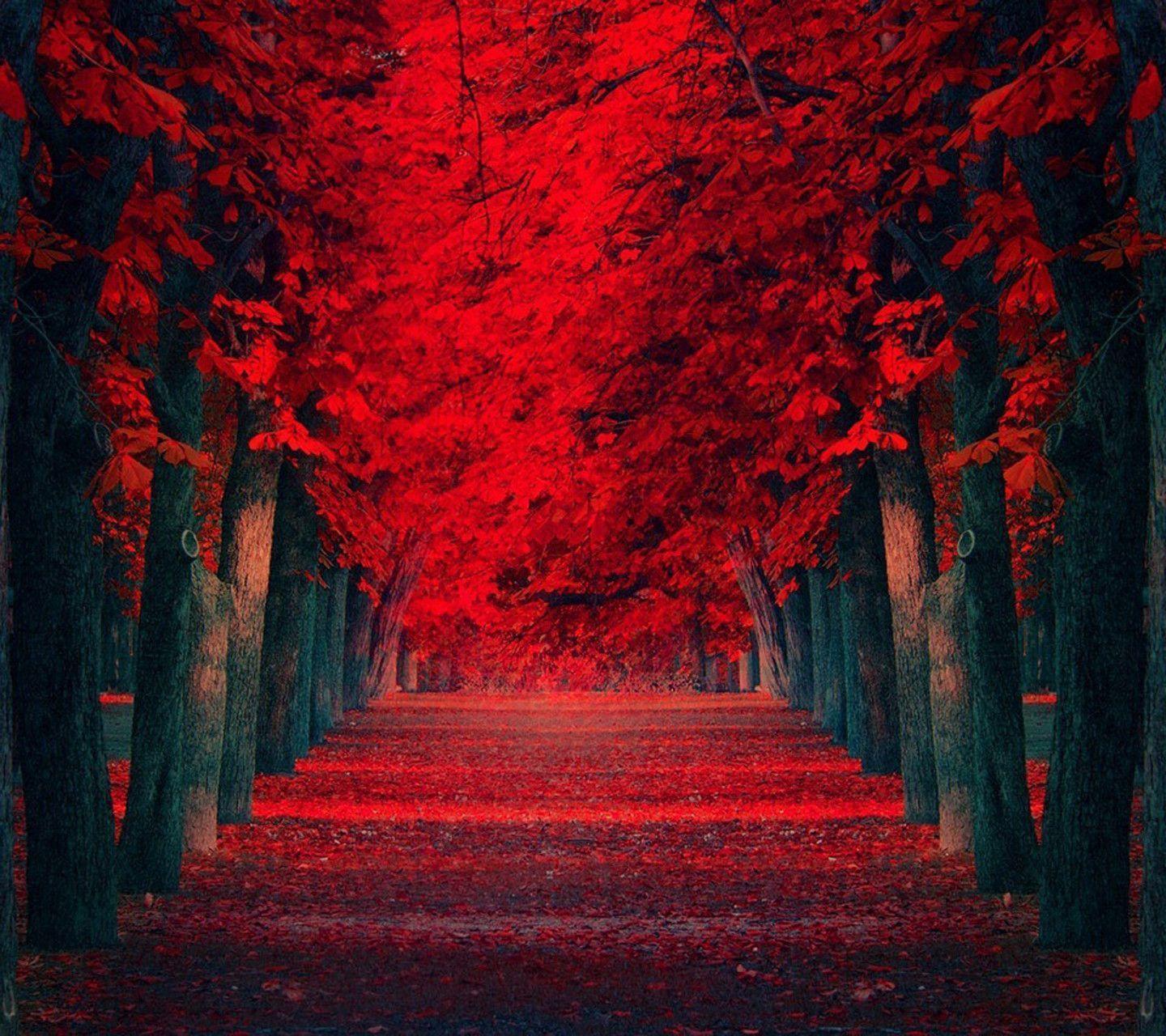 Thiên nhiên đỏ rực chắc chắn sẽ khiến bạn trầm trồ và muốn đắm chìm vào hình ảnh đó suốt cả ngày. Hãy tạo cho mình một không gian yên tĩnh và đầy cảm hứng với hình nền thiên nhiên đỏ đầy cuốn hút này nhé!