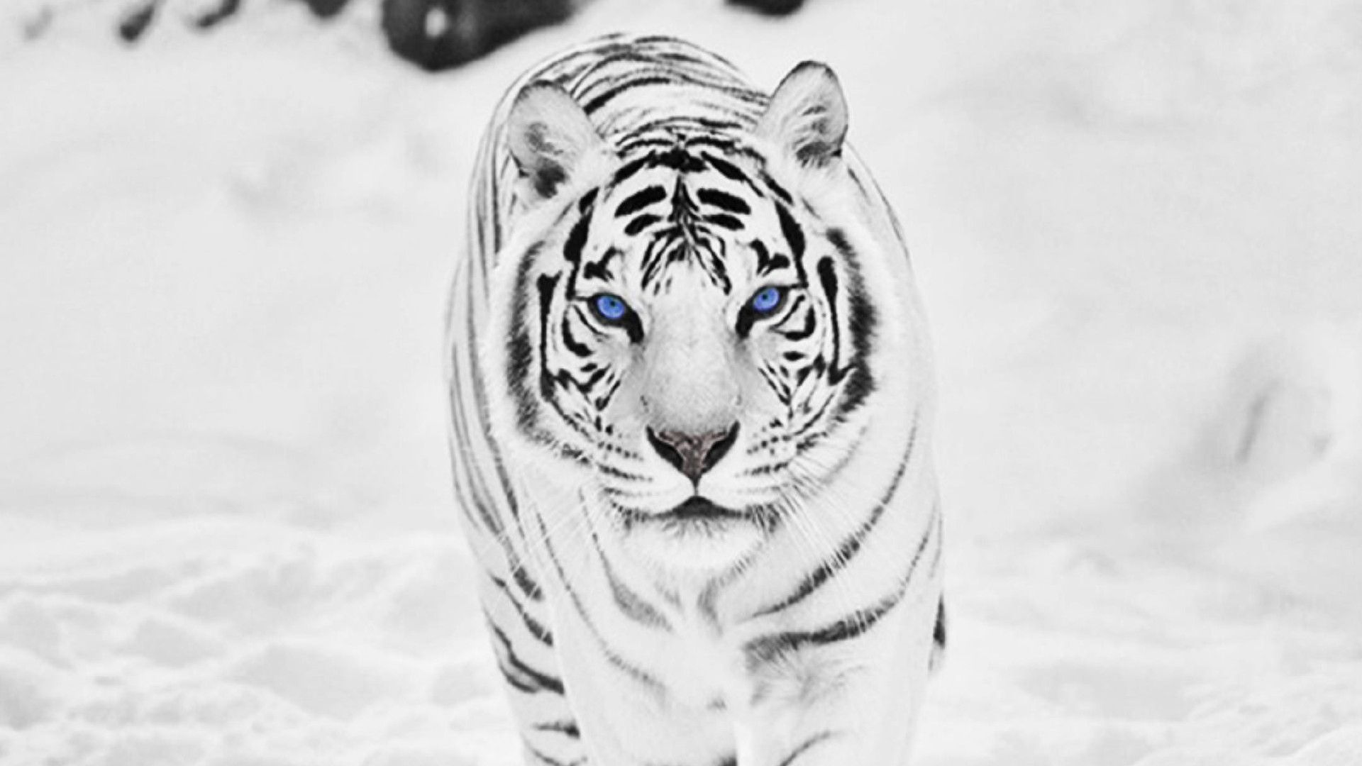 Bộ sưu tập 500 Background white tiger Sang trọng, đẹp mắt
