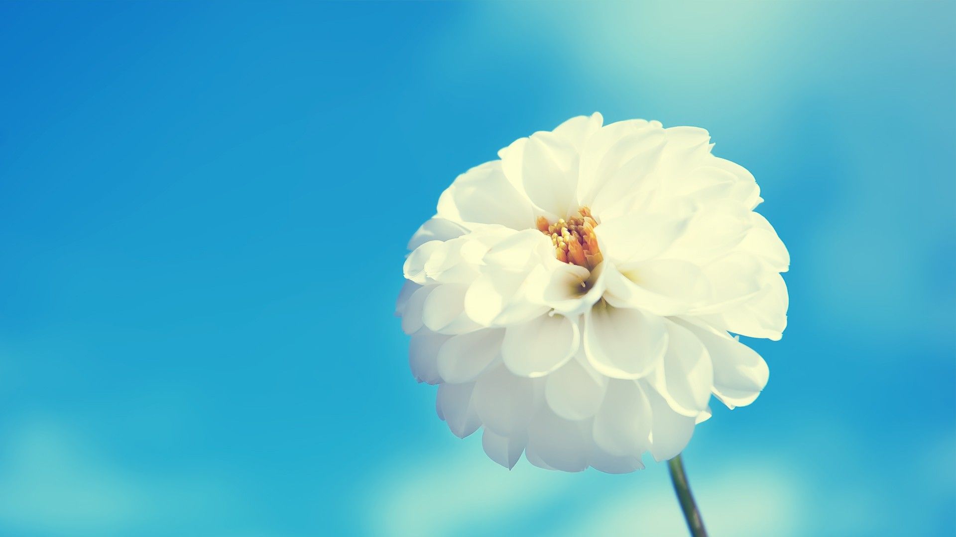 White Flower HD Wallpapers - Top Những Hình Ảnh Đẹp