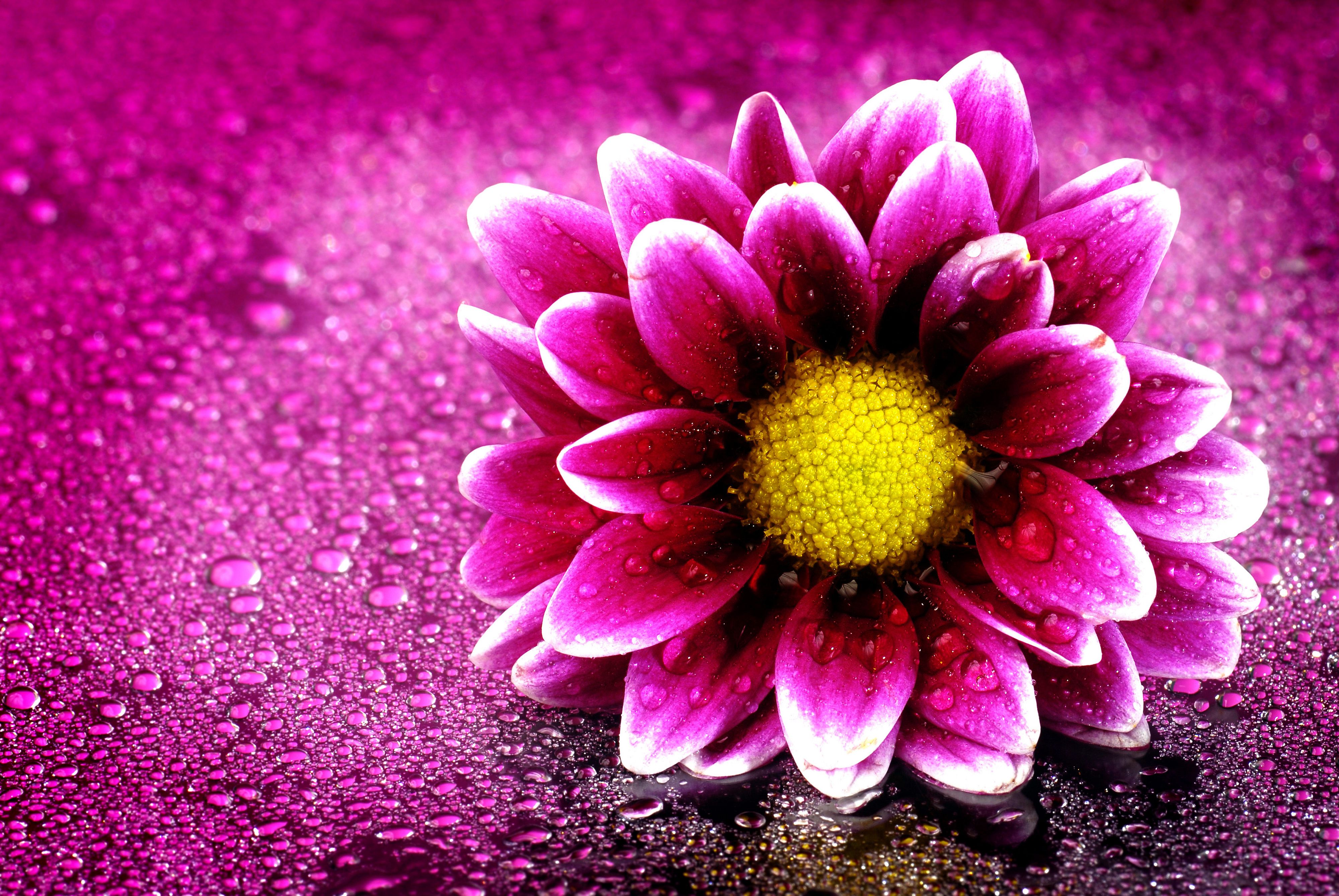3D Ultra HD Flower Wallpapers - Top Những Hình Ảnh Đẹp