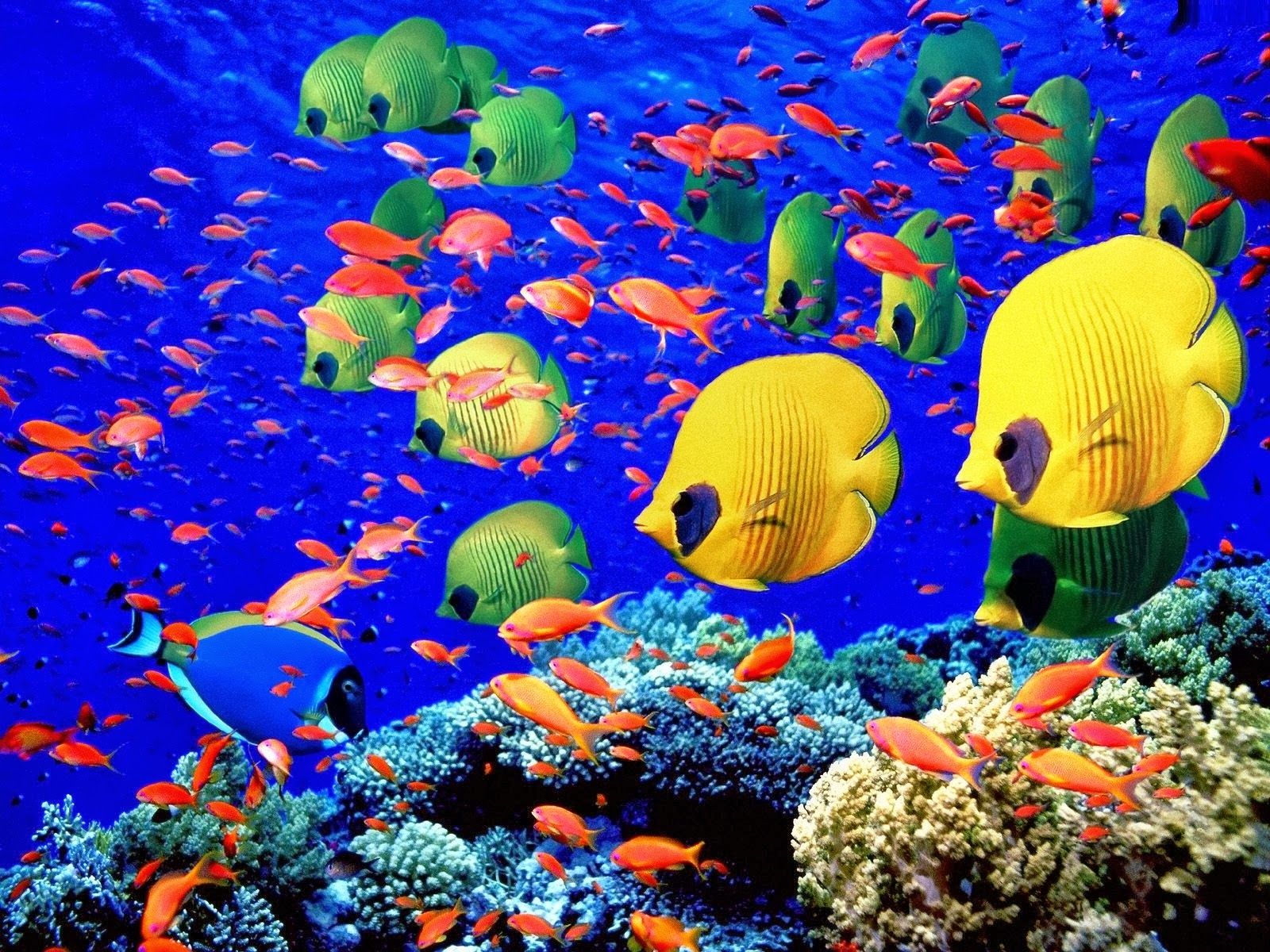 Animated Fish Wallpapers - Top Những Hình Ảnh Đẹp