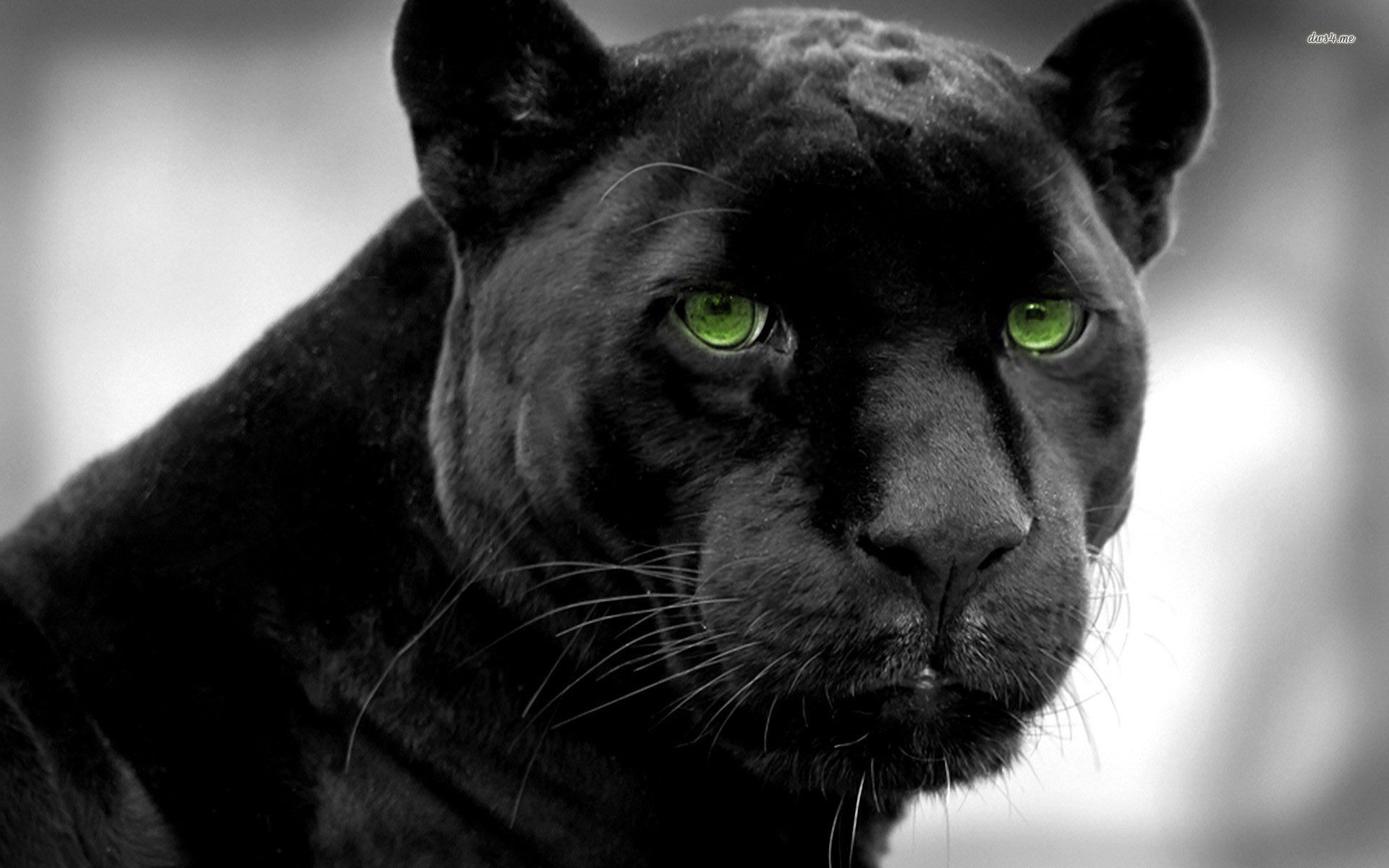 Black Panther Animal Portrait black and white (dark background)