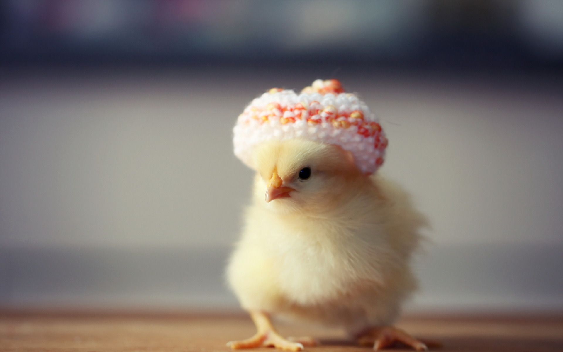 Top 99 avatar gà con chibi cute đang gây bão trên mạng