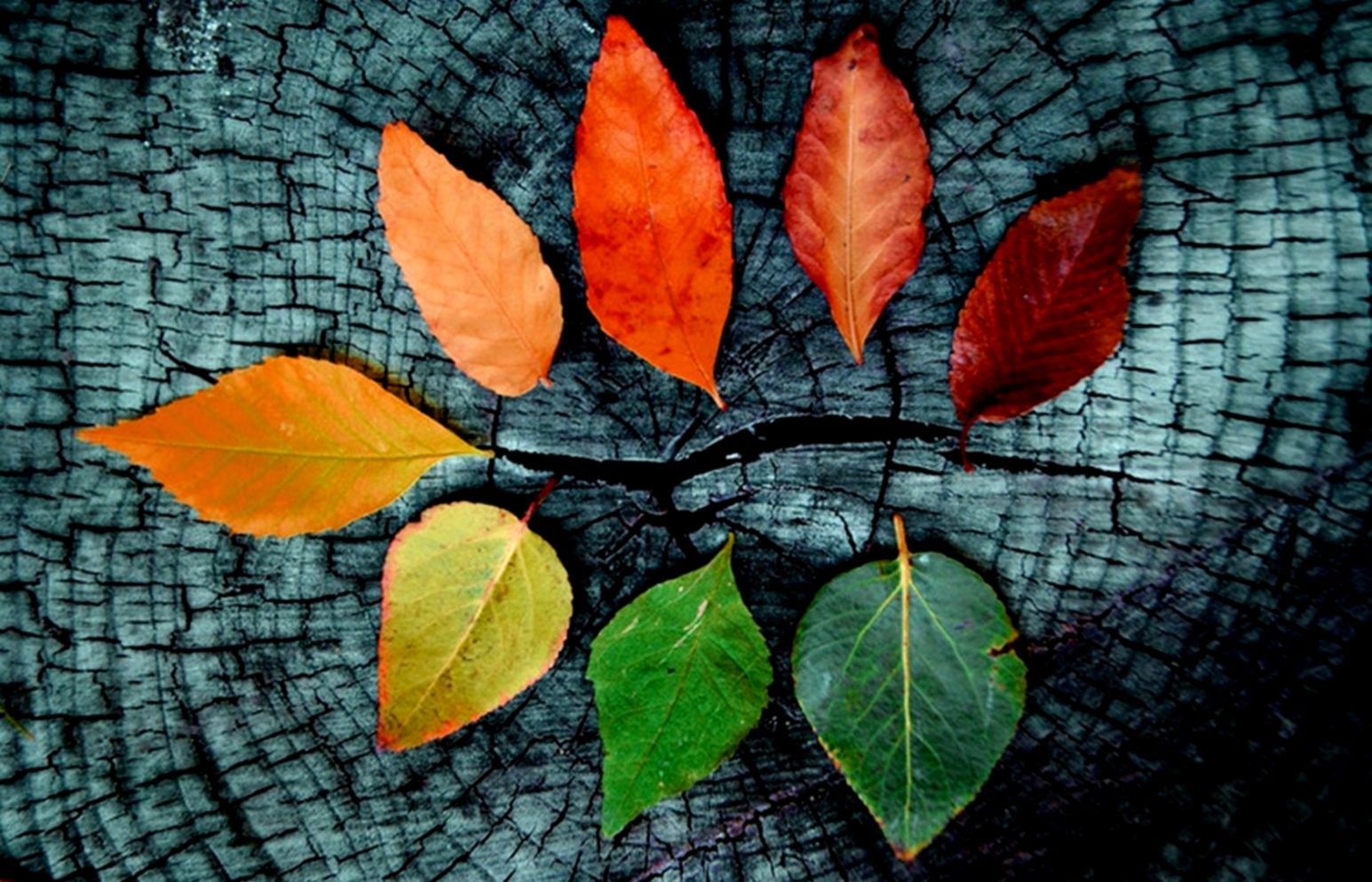 Fall Autumn Desktop Wallpapers - Top Những Hình Ảnh Đẹp