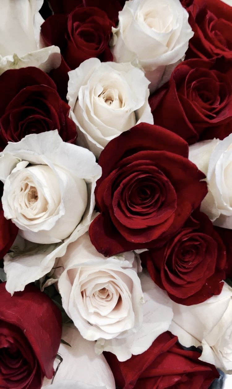 Red and White Roses Wallpapers - Top Những Hình Ảnh Đẹp